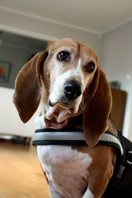 Basset artésien normand
