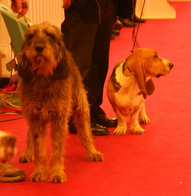 Basset artésien normand
