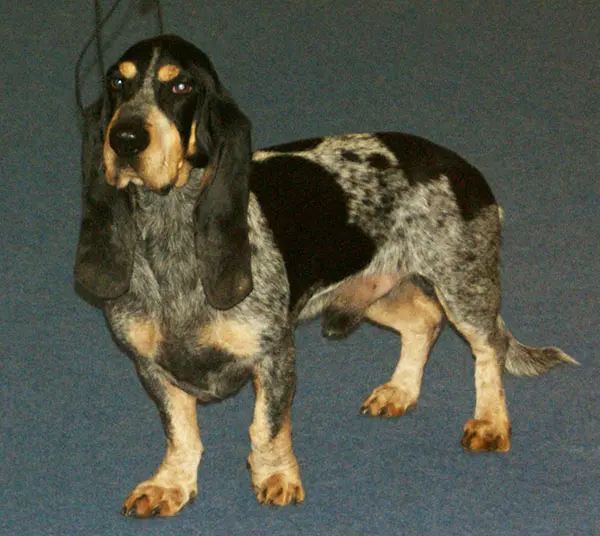 Basset bleu de Gascogne