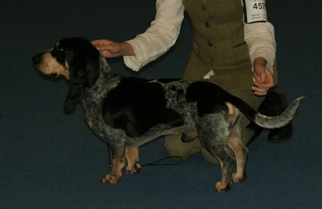 Basset bleu de Gascogne