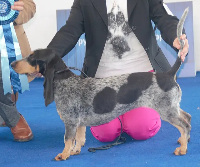 Basset bleu de Gascogne