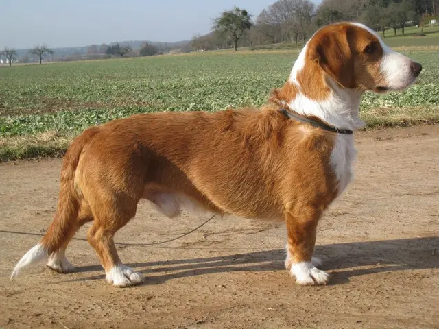 Basset de Westphalie