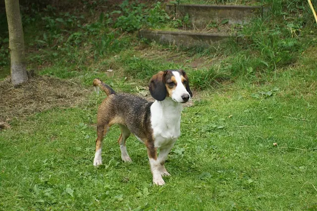 Basset de Westphalie