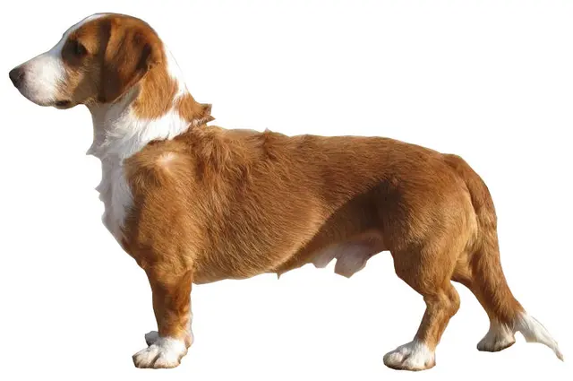 Basset de Westphalie