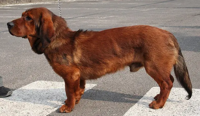 Basset des Alpes