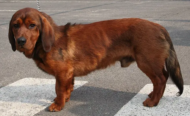 Basset des Alpes