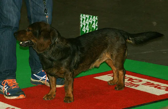 Basset des Alpes