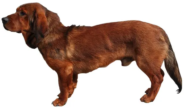 Basset des Alpes