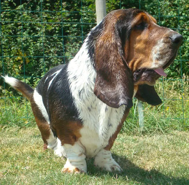 Basset hound