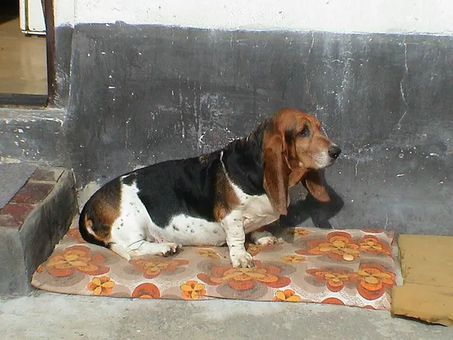 Basset hound