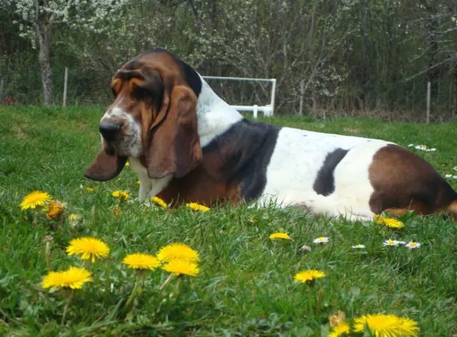 Basset hound