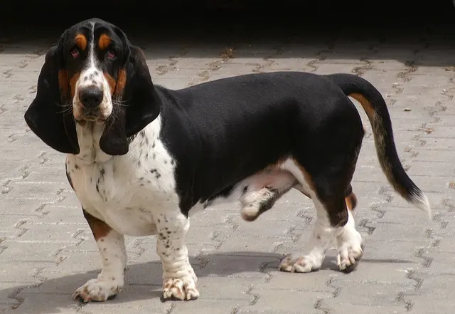 Basset