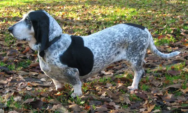 Basset