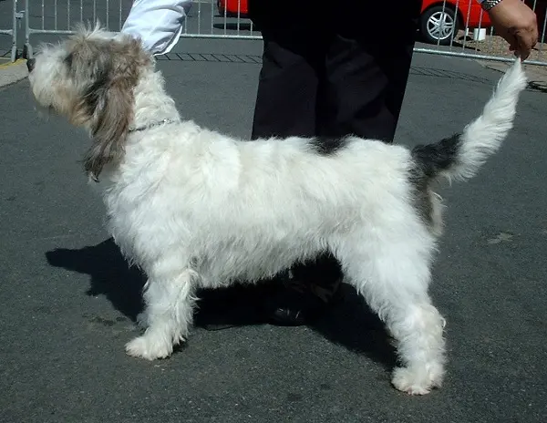 Basset