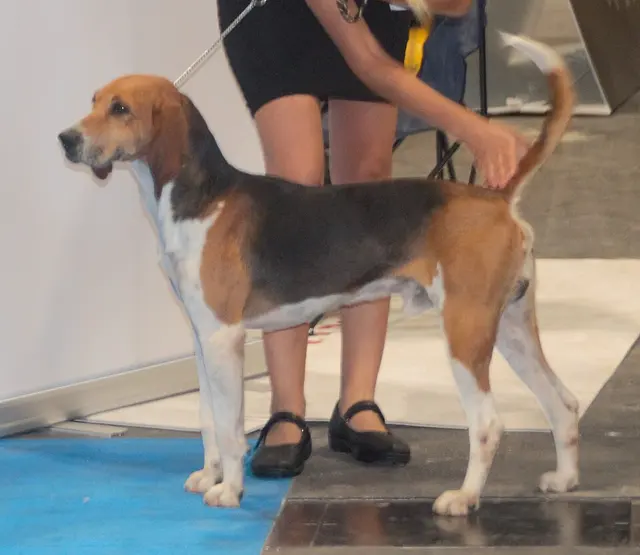 Beagle-harrier