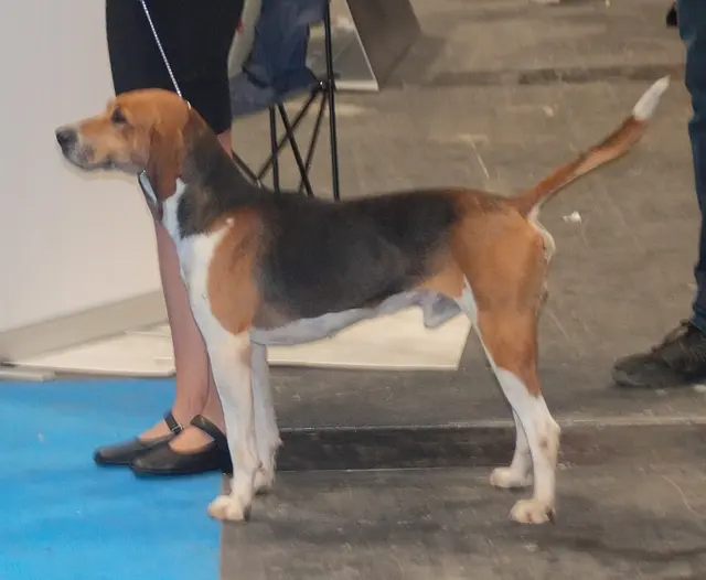 Beagle-harrier