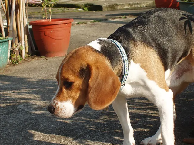 Beagle