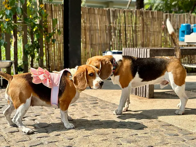 Beagle