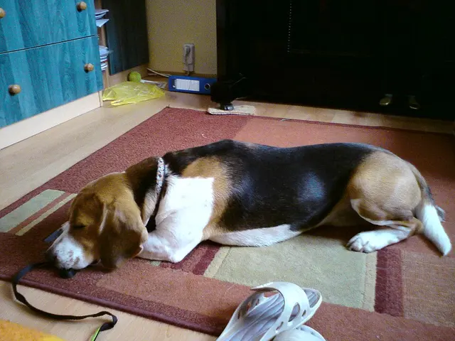 Beagle