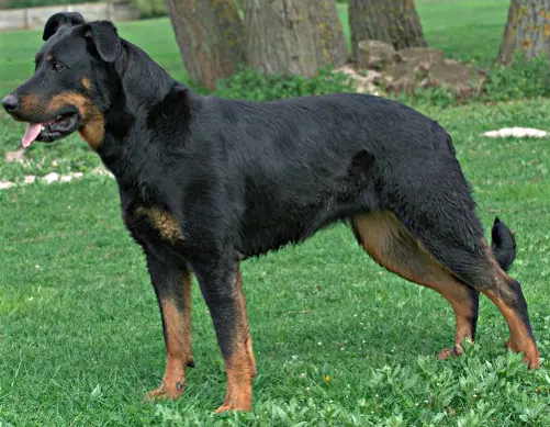 Beauceron