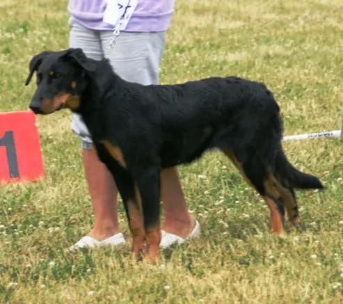 Beauceron