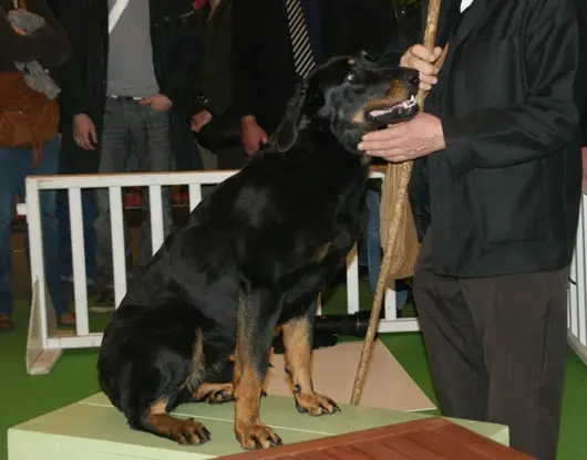 Beauceron