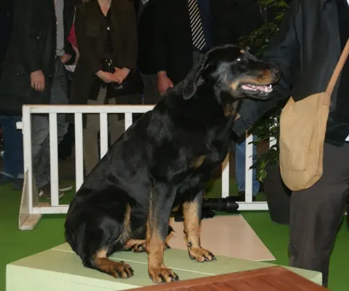 Beauceron