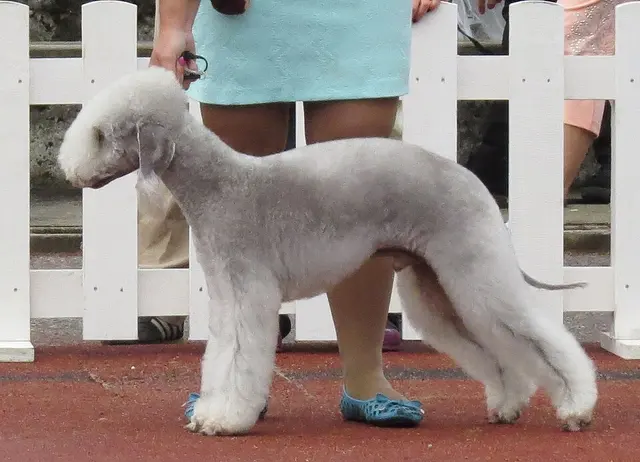 Bedlington terrier