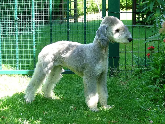 Bedlington terrier
