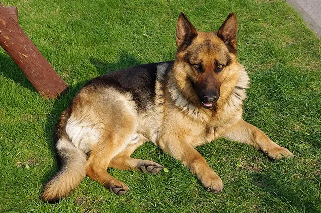 Berger allemand