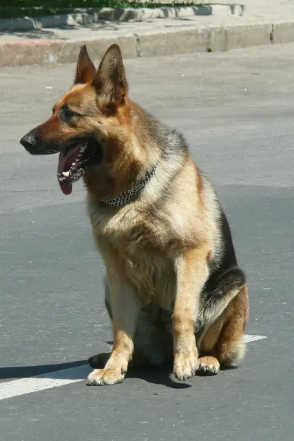 Berger allemand