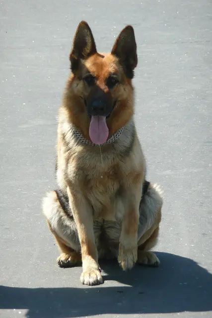 Berger allemand