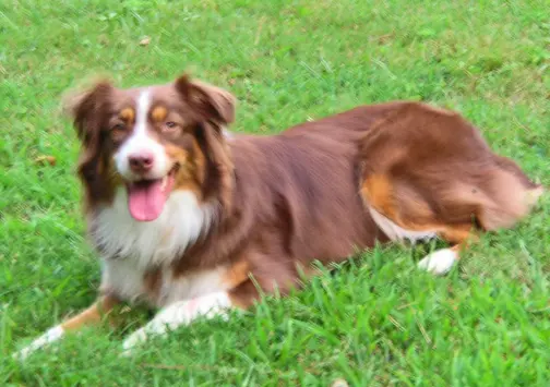 Berger australien