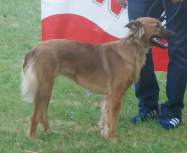 Berger basque
