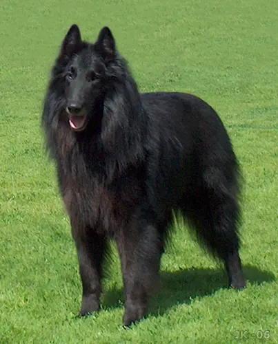 Berger belge Groenendael