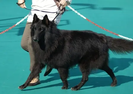 Berger belge Groenendael