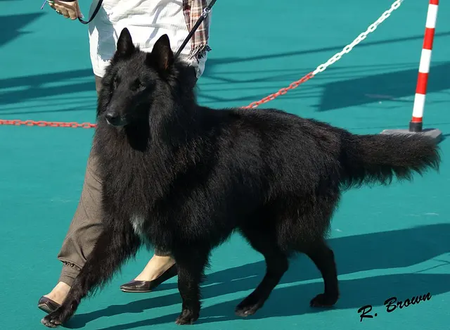 Berger belge Groenendael