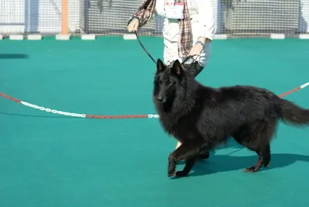 Berger belge Groenendael