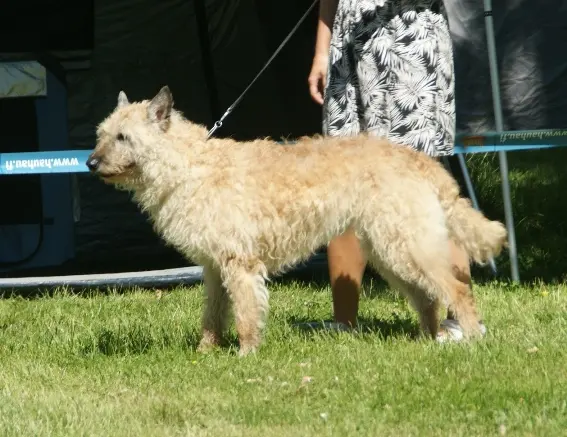 Berger belge Laekenois