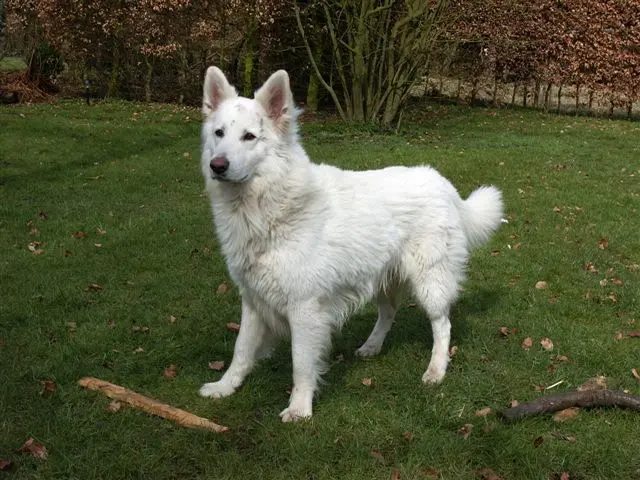 Berger blanc suisse
