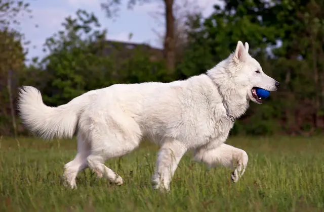 Berger blanc suisse