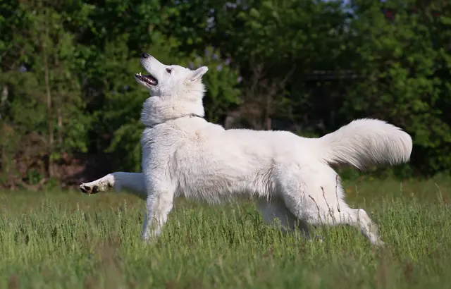 Berger blanc suisse