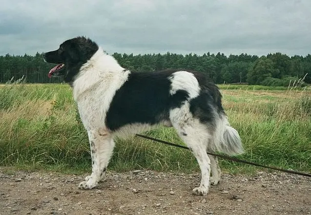 Berger bulgare