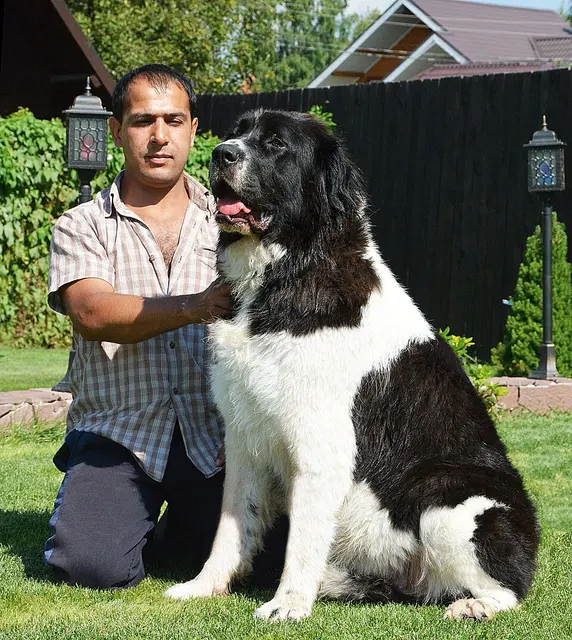 Berger bulgare