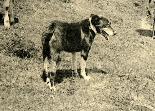 Berger d'Auvergne