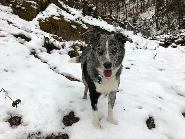 Berger d'Auvergne