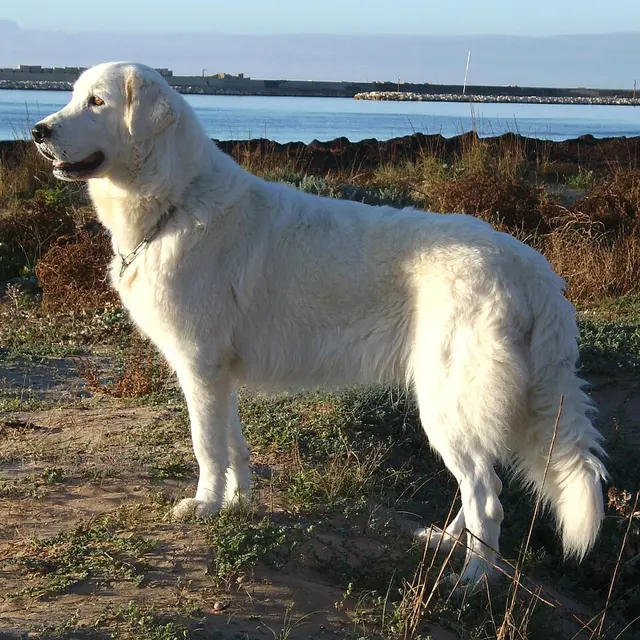 Berger de Abruzzes et Maremme