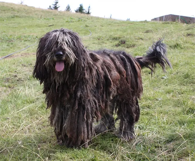 Berger de Bergame