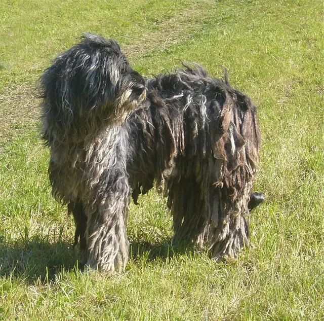 Berger de Bergame