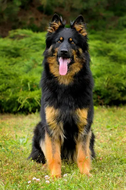 Berger de Bohême